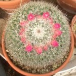 サボテンの花