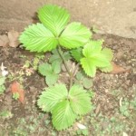 野苺か？