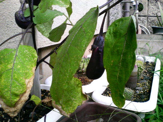 200807301516000.jpg