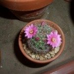 2007年5月15日。子サボテンが花を咲かせている。 2007年5月15日。子サボテンが花を咲かせている。