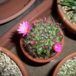 2007年5月15日。子サボテンが花を咲かせている。 2007年5月15日。子サボテンが花を咲かせている。