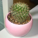 2009年3月22日。プランターに植えたら野良猫に掘り出されてしまったので、ハイドロカルチャーにチャレンジ。 2009年3月22日。プランターに植えたら野良猫に掘り出されてしまったので、ハイドロカルチャーにチャレンジ。