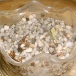 2005年8月27日。発芽したばかりのサボテン。このヒョロヒョロ感は柱サボテンか? 2005年8月27日。発芽したばかりのサボテン。このヒョロヒョロ感は柱サボテンか?