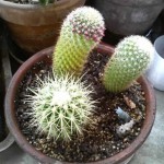 2009年3月27日。種から育てたサボテンが立派につぼみを付けてる。 2009年3月27日。種から育てたサボテンが立派につぼみを付けてる。