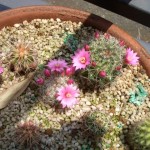 2006年5月29日。子サボテンに花が咲いた。 2006年5月29日。子サボテンに花が咲いた。