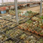 植え替え前の苗が乾燥されている。