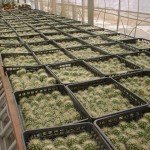 子サボ大量♪目が輝くｗ