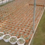 多肉植物に花が咲いていた。