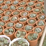 もちょっと寄ってみる。