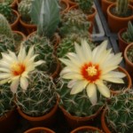 豪快な花。サボテンより大きいよ。
