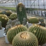 もの凄く巨大なサボテンたち。１００歳くらいなんじゃないか？という大きさ。