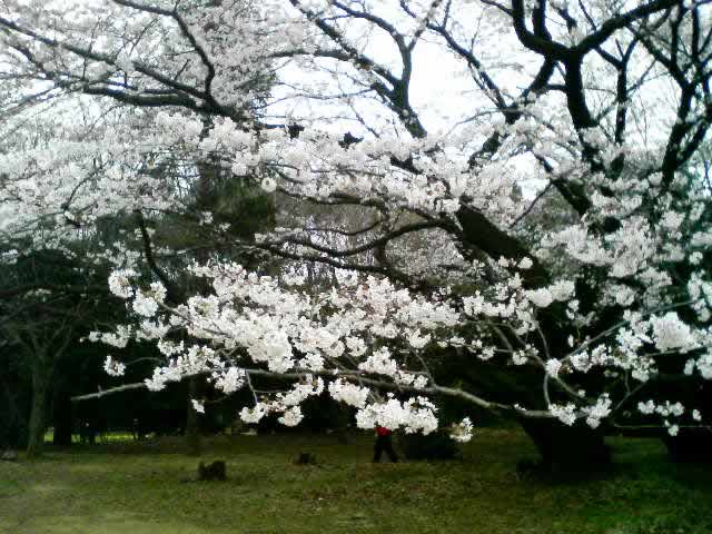 sakura1.jpg