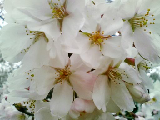 sakura2.jpg
