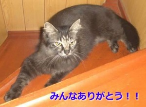 櫻は元気です。みんなありがとう!! 櫻は元気です。みんなありがとう!!