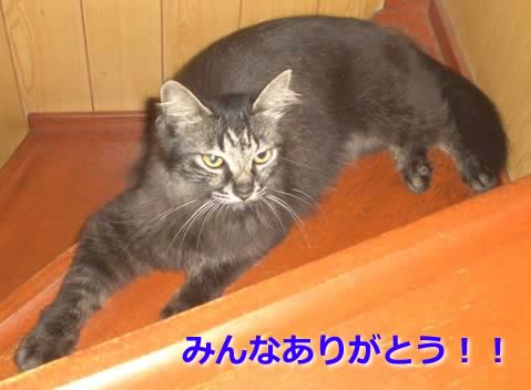 thanx.jpg
